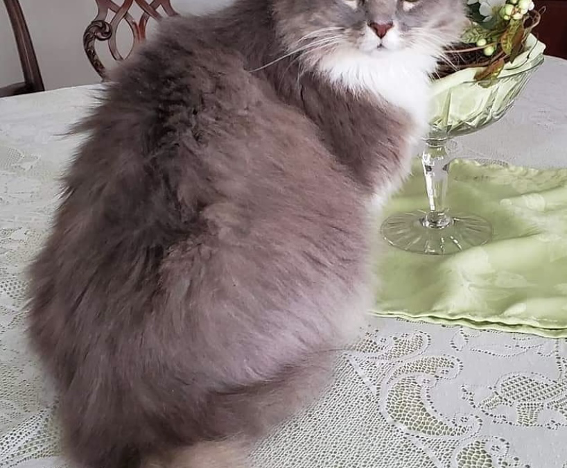 Maisey (Mulberry, FL)