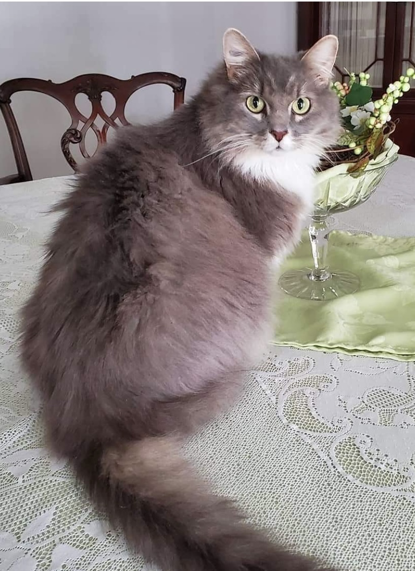 Maisey (Mulberry, FL)