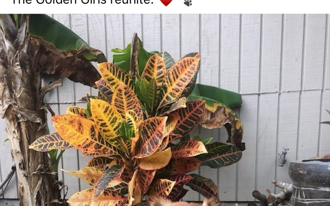 Mabel (Orlando, Florida)