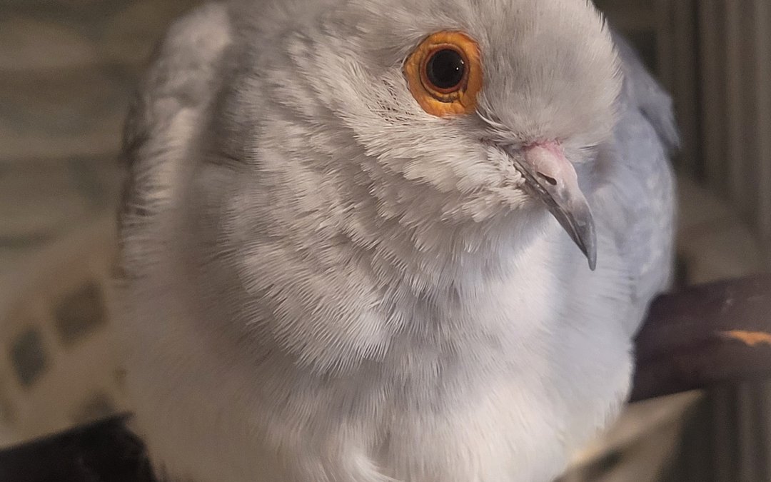 Pancake (Orlando, FL)