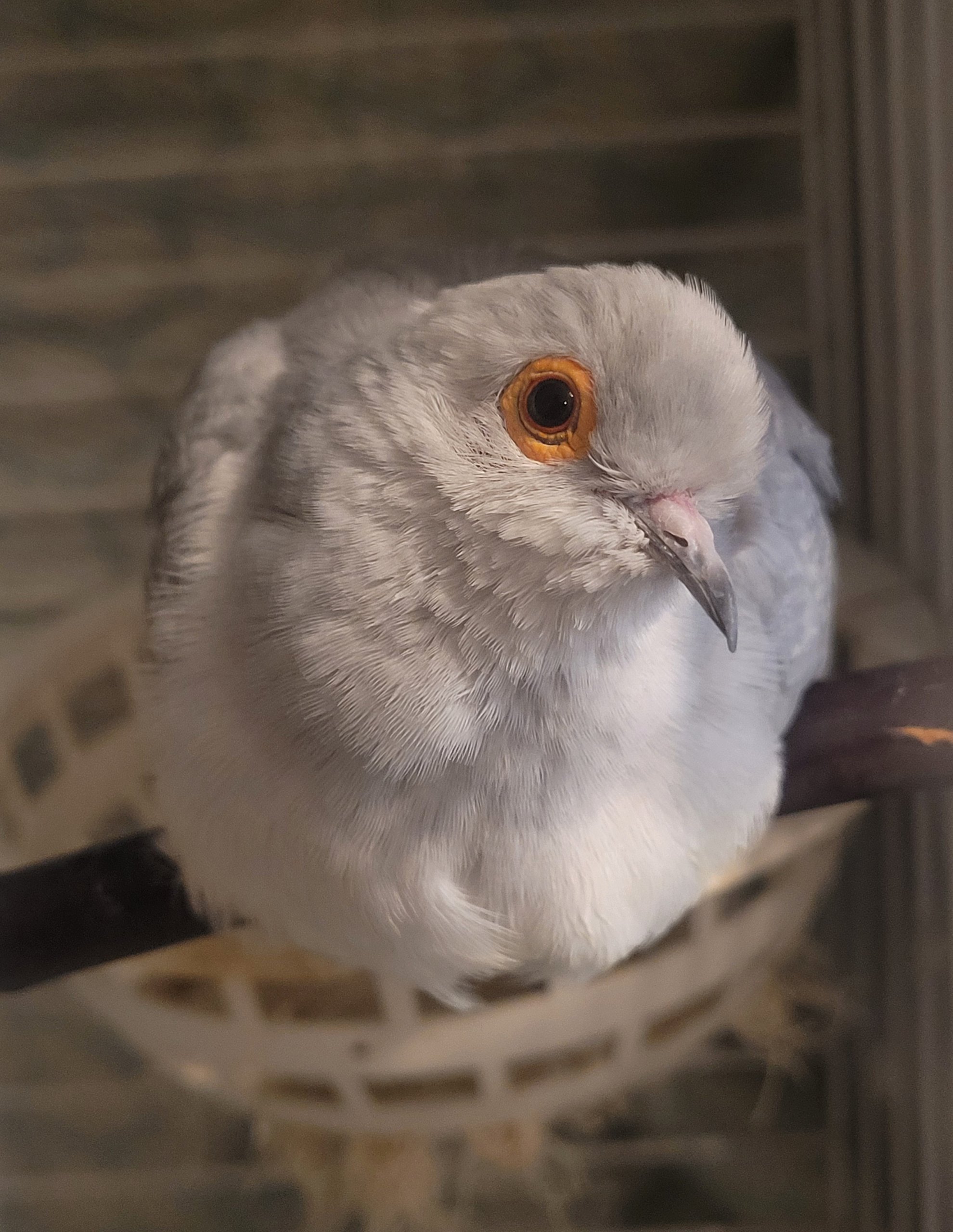 Pancake (Orlando, FL)